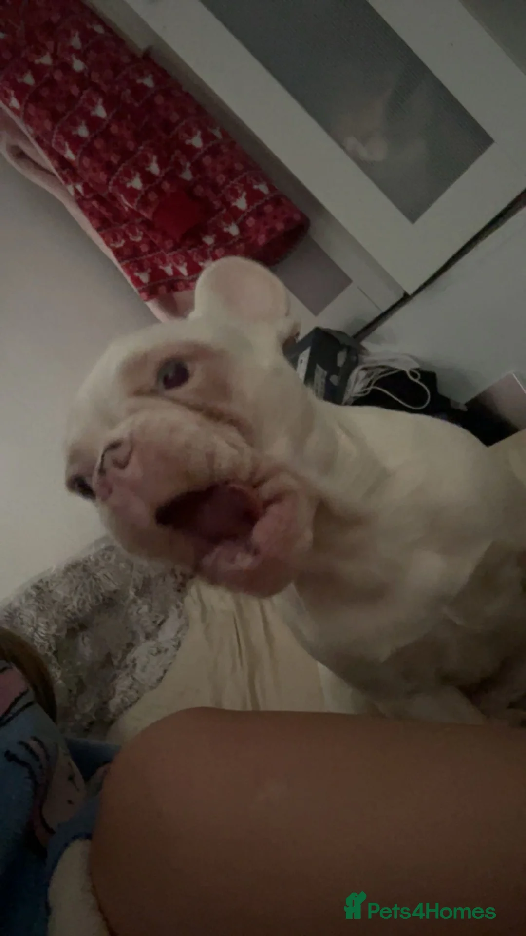 French Bulldog dogs for sale: Dolly female nearly 9 months - Advert 2