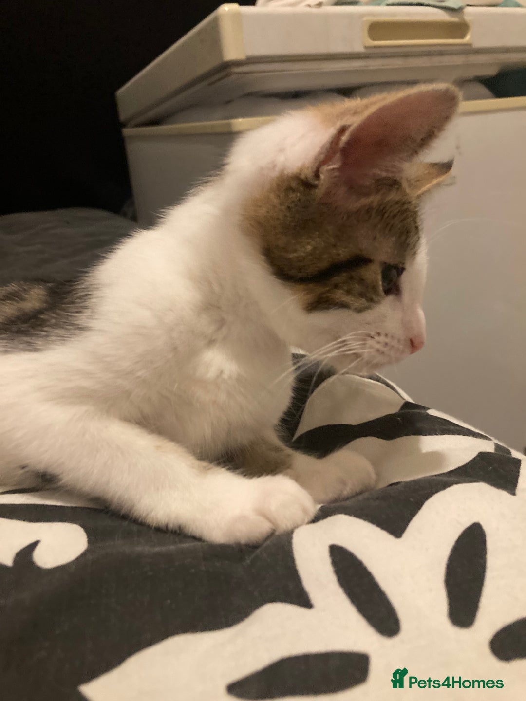 European cats for sale: 2 Adorable Kittens ready for their forever homes  - Advert 11