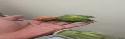 Lovebirds birds for sale: Lovebirds 🩷 | Babies & Breeding Pairs for Sale in York - Advert 9