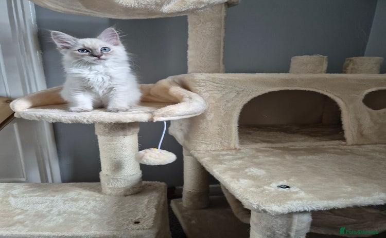 Ragdoll cats - Advert 1