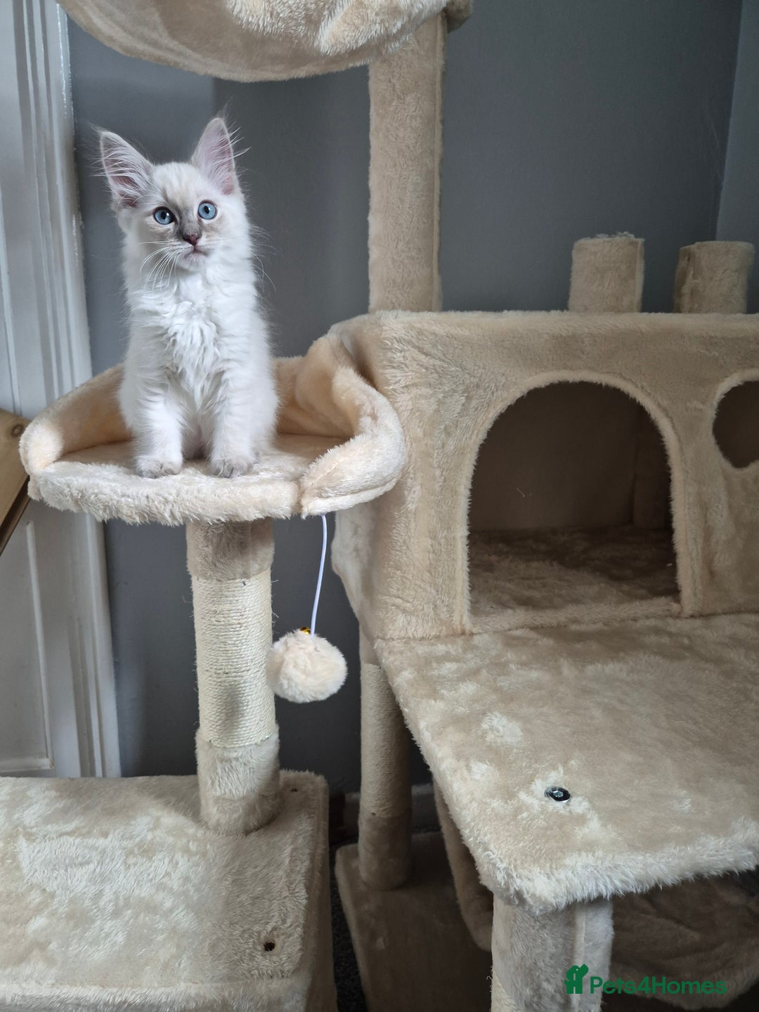 Ragdoll cats for sale: Ragdoll lynx girl, comes with all she needs🩷 - Image 1