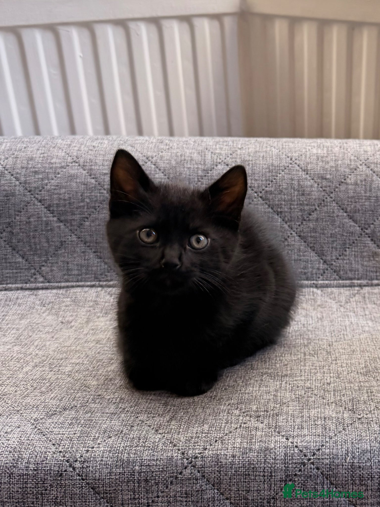 Mixed Breed cats for sale: Two Adorable Kittens Looking Their Forever Homes in Hull - Advert 3