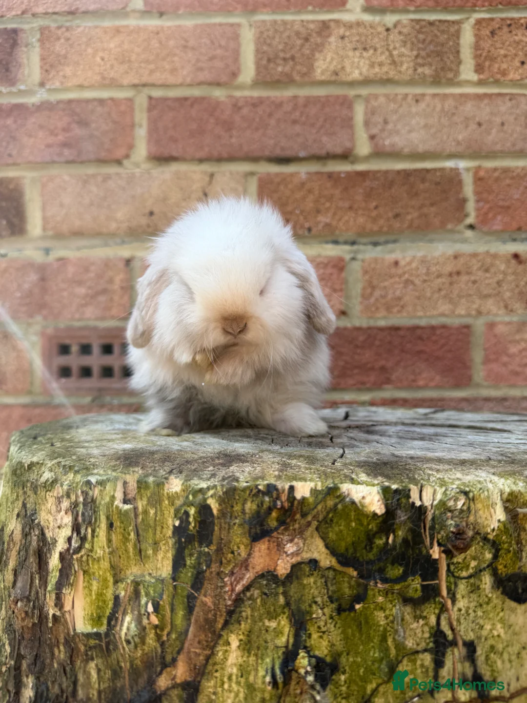 Mini Lop rabbits for sale: Mini lop sibling kits RTL 20/05 - Advert 1