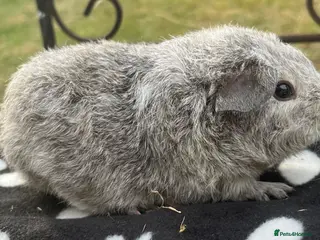 Guinea Pig rodents Guniea pigs - Advert 3