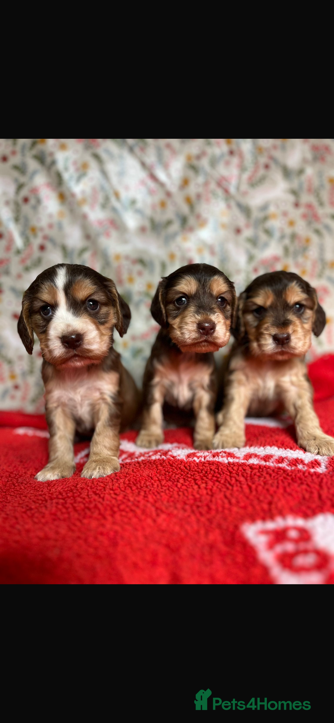 Cocker Spaniel dogs for sale: KC show cocker spaniel puppies.  - Image 2