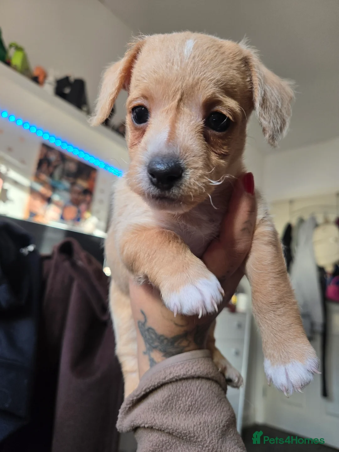 Jackapoo dogs for sale: Beautiful jackapoo  - Advert 6