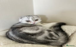 Scottish Fold cats for sale: Beautiful Scottish fold baby’s  in Reading - Image 19