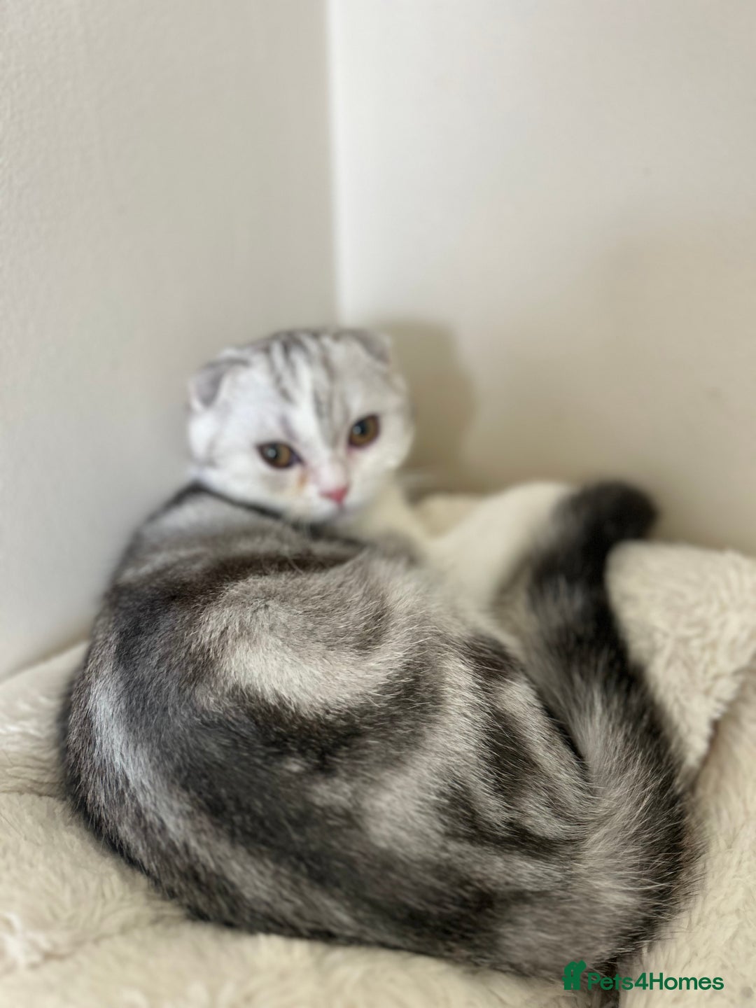 Scottish Fold cats for sale: Beautiful Scottish fold baby’s  in Reading - Image 19