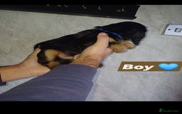 Cocker Spaniel dogs for sale: Cocker spaniels  - Image 3
