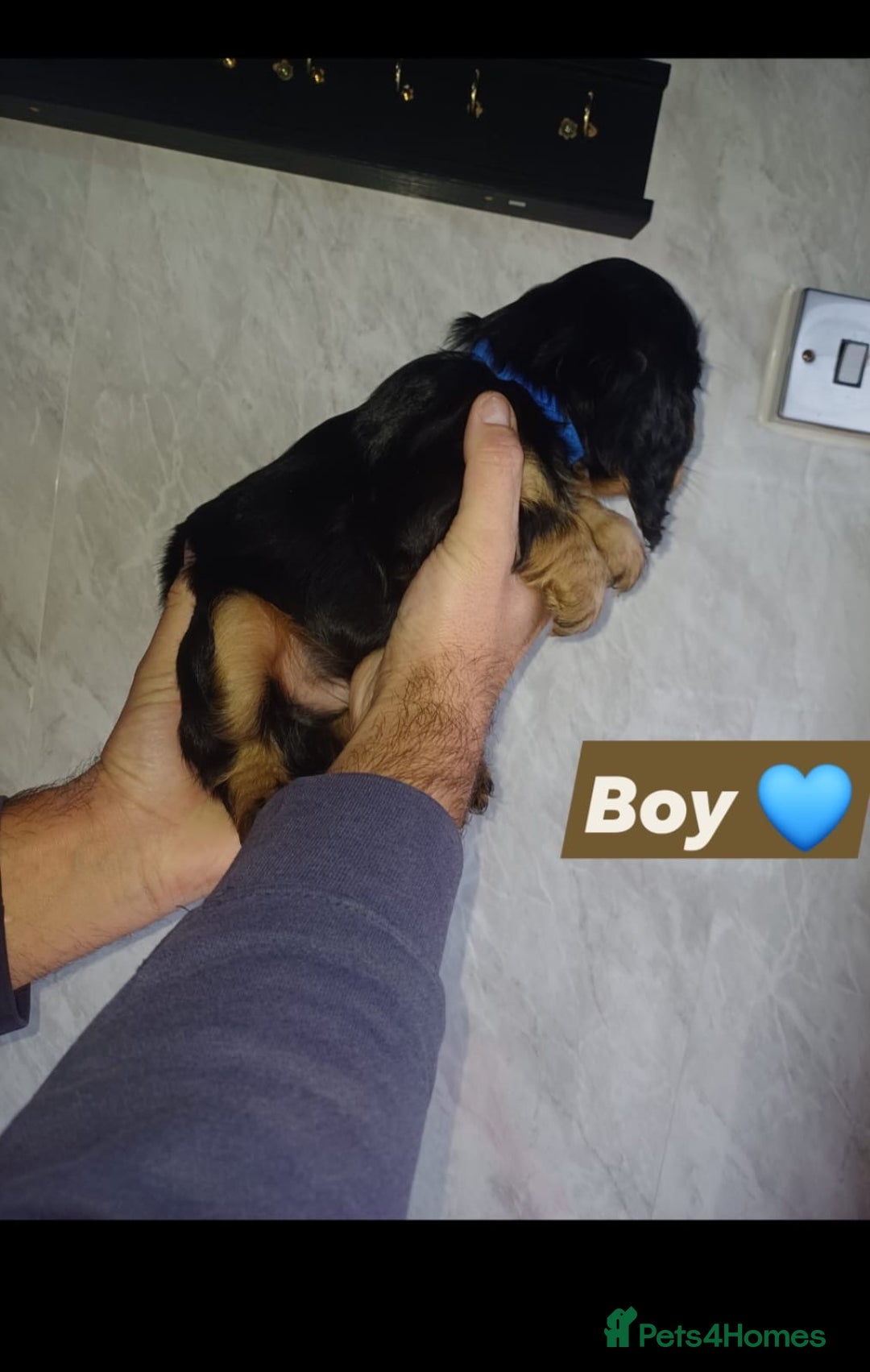 Cocker Spaniel dogs for sale: Cocker spaniels  - Image 3