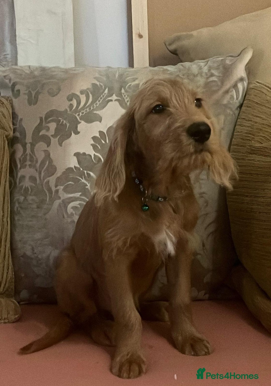 Labradoodle dogs for sale: Absolutely beautiful Labradoodles - Advert 2