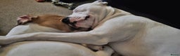 Staffordshire Bull Terrier dogs for sale: Two peas in a pod, staffys must go together  - Advert 3