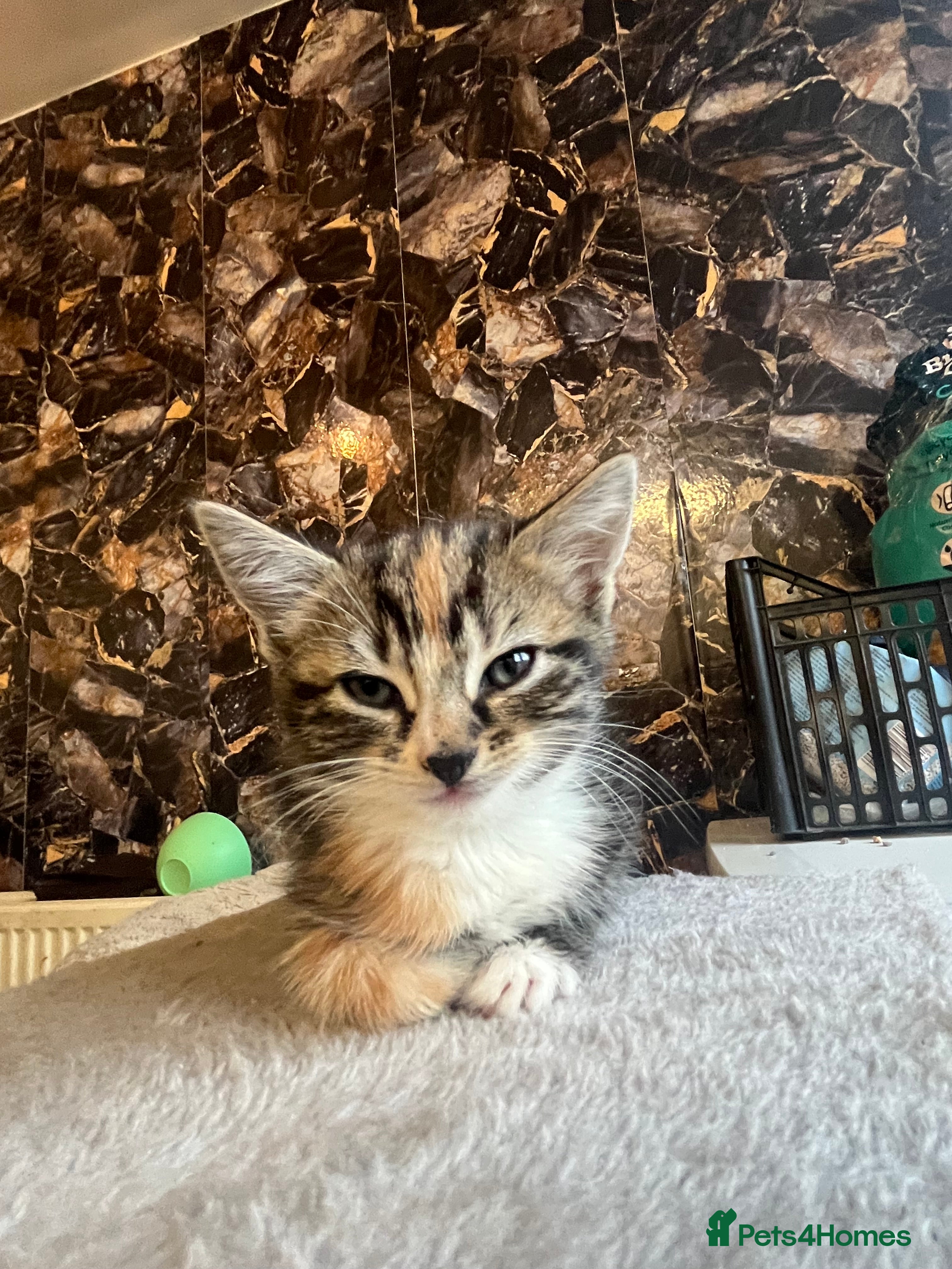 Mixed Breed cats 🐾 Beautiful 8 week old Calico Female Kittens - Advert 2
