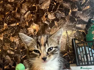 Mixed Breed cats 🐾 Beautiful 8 week old Calico Female Kittens - Advert 16