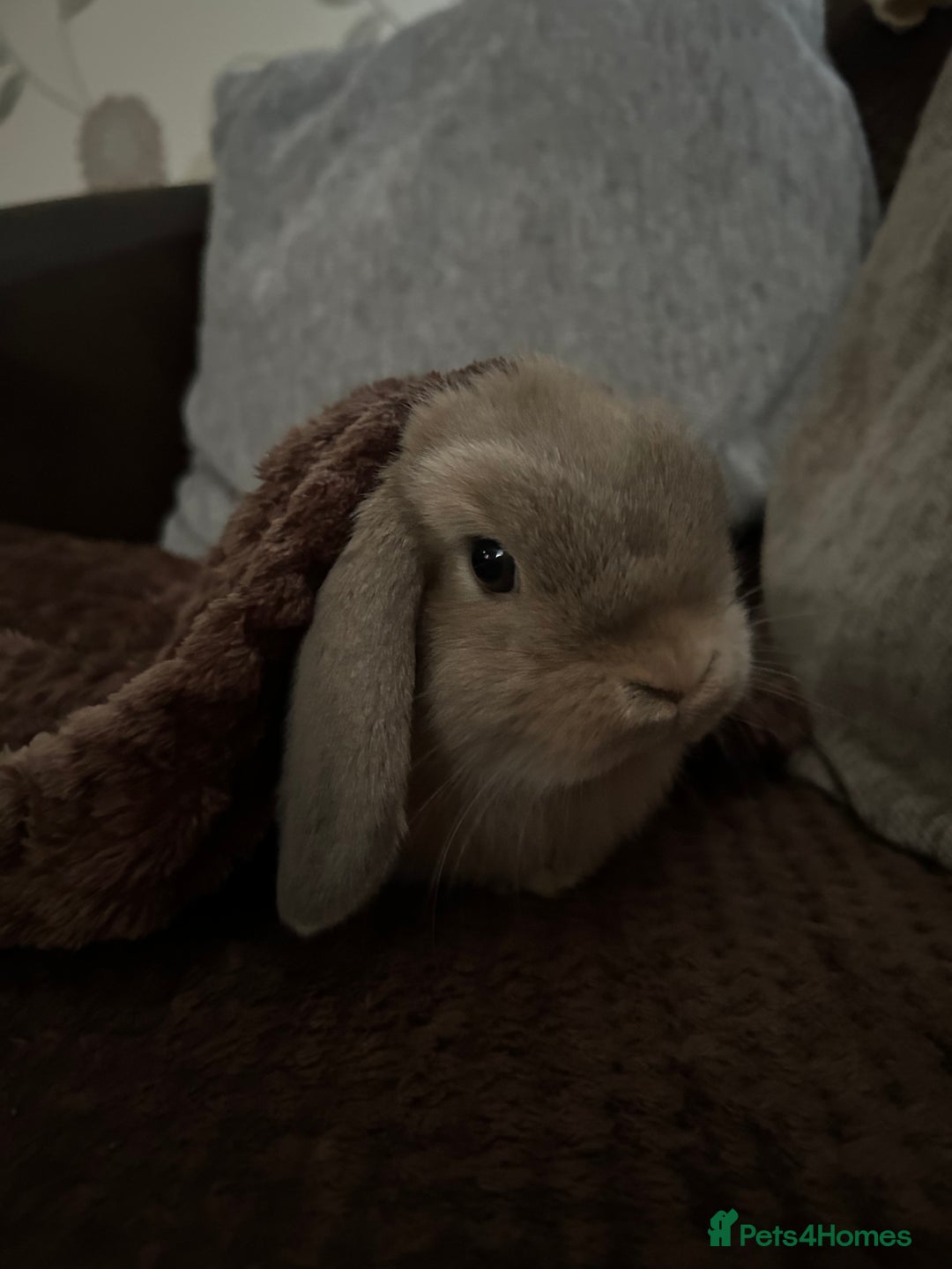 Mini Lop rabbits for sale: 2 mini lops - Image 5