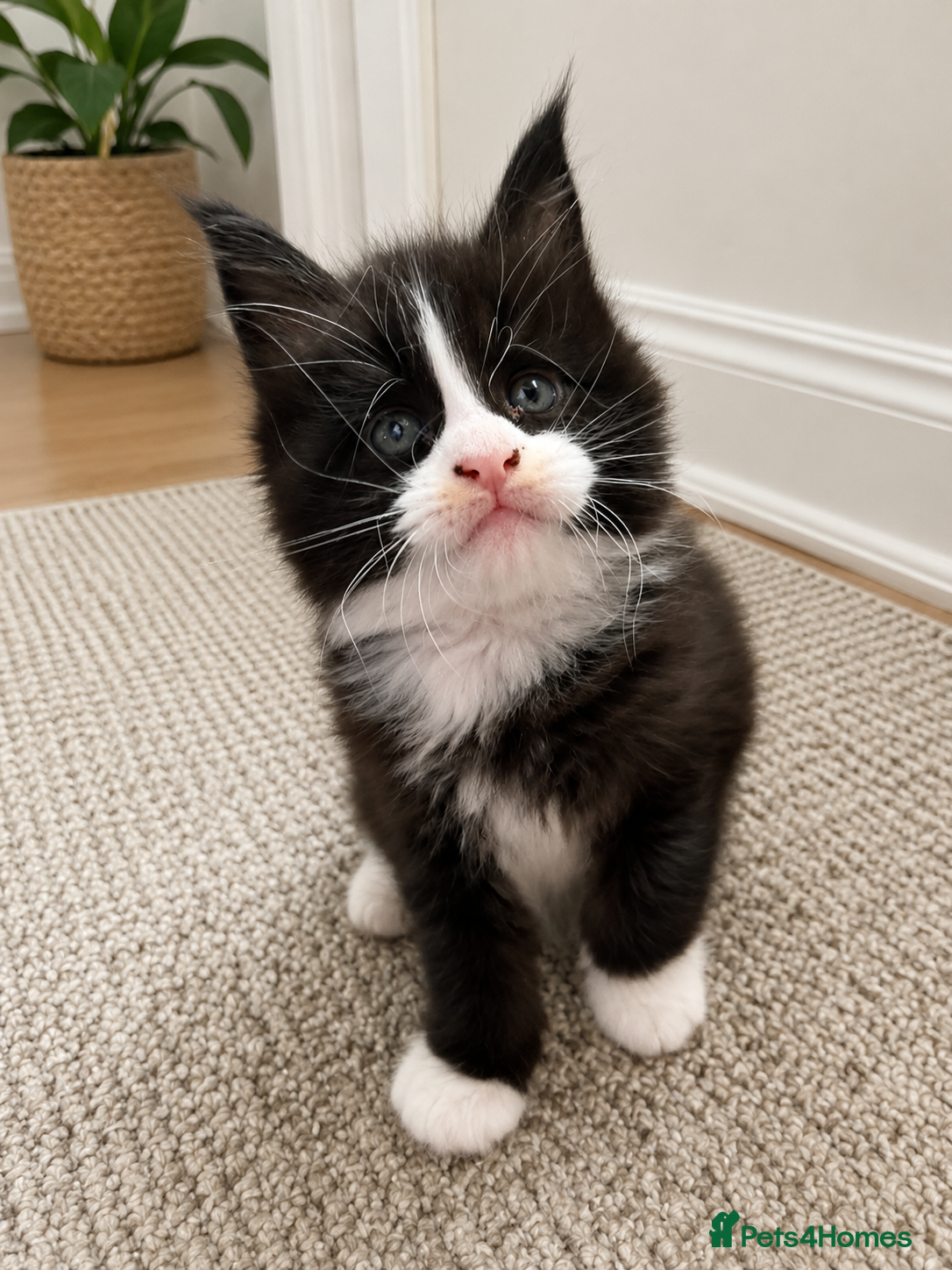 Maine Coon cats Beautiful Maine Coon kittens - Advert 2