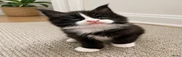 Maine Coon cats for sale: Beautiful Maine Coon kittens - Advert 18