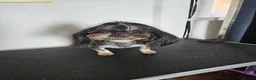 Shih Tzu dogs for stud: Stunning imperial Shih tzu for stud - Advert 4