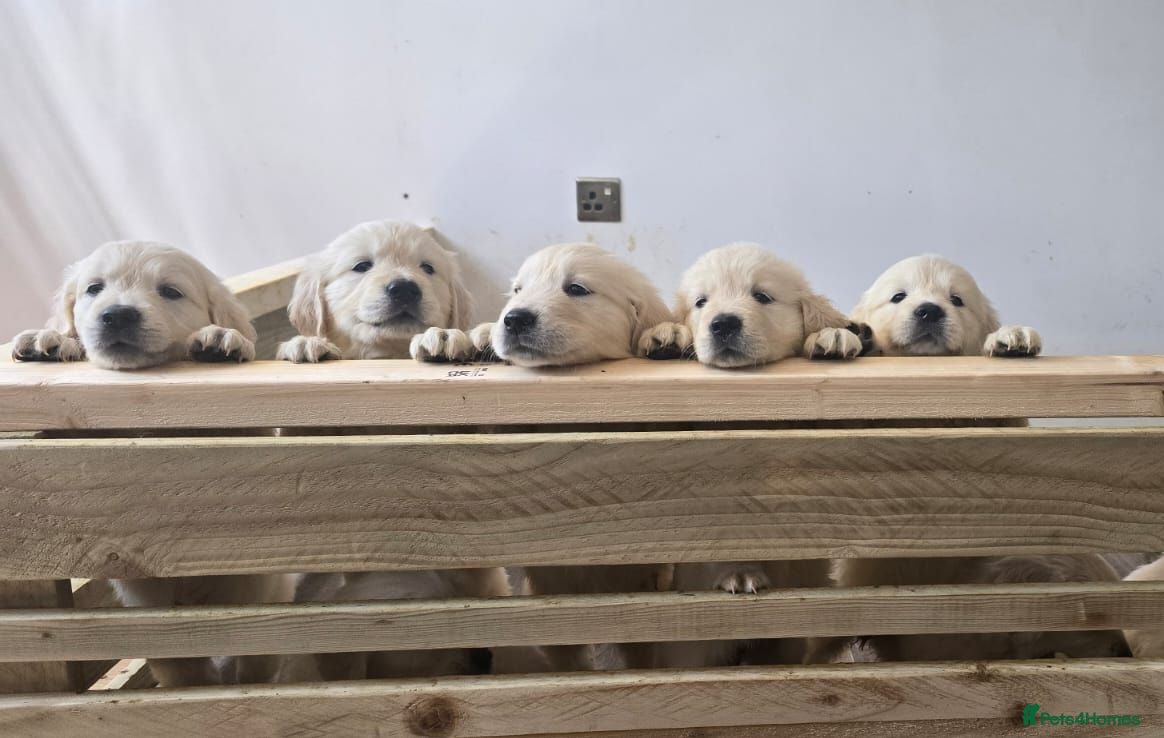 Golden Retriever dogs KC Registered Showline Golden Retriever Puppies - Advert 1