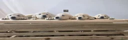 Golden Retriever dogs for sale: KC Golden Retriever Puppies READY TO GO NOW - Advert 10