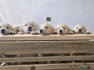 Golden Retriever dogs KC Registered Showline Golden Retriever Puppies - Advert 1