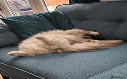 Ragdoll cats for sale: Pedigree ragdoll cats - Image 12