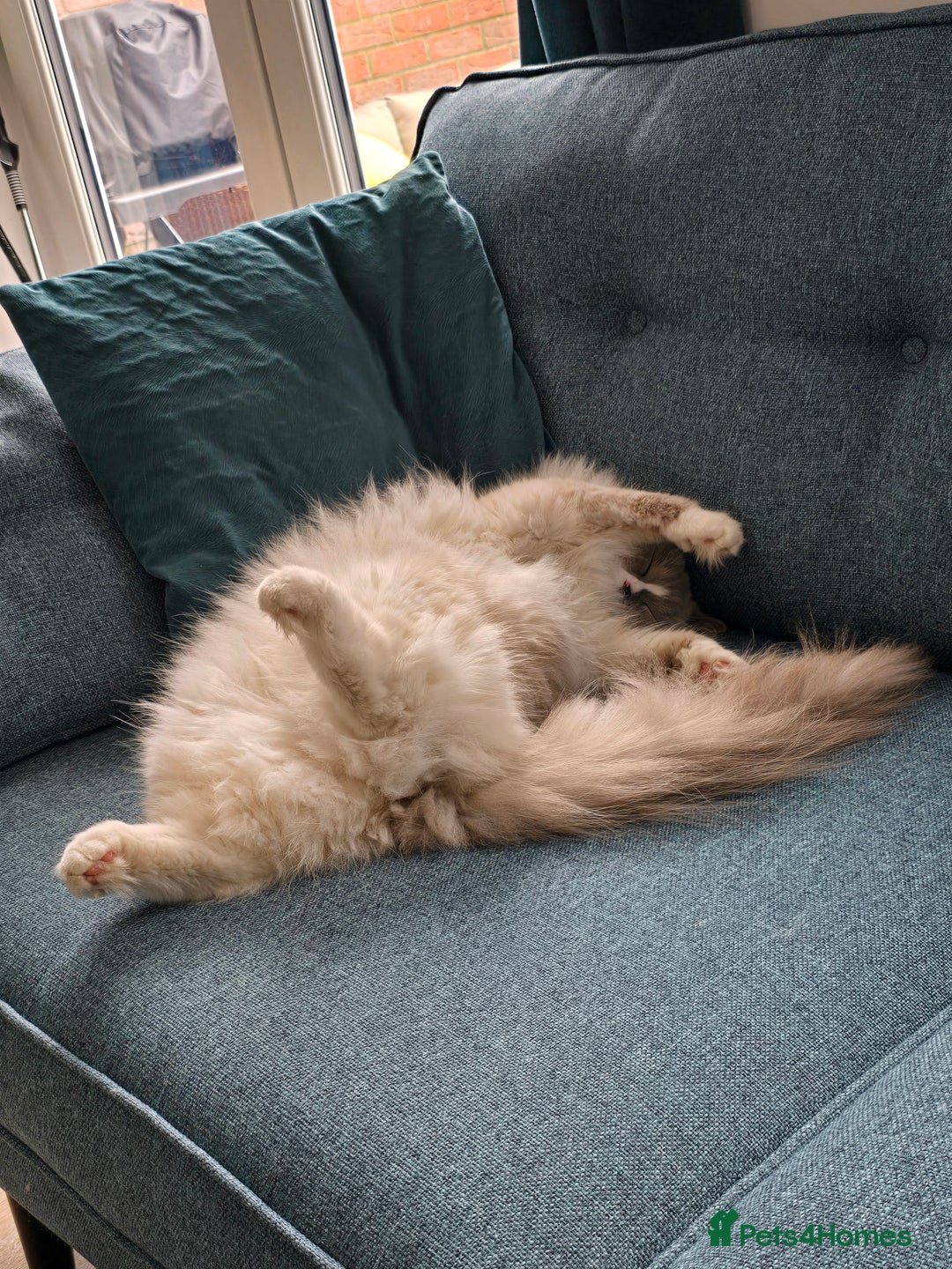 Ragdoll cats for sale: Pedigree ragdoll cats - Image 12