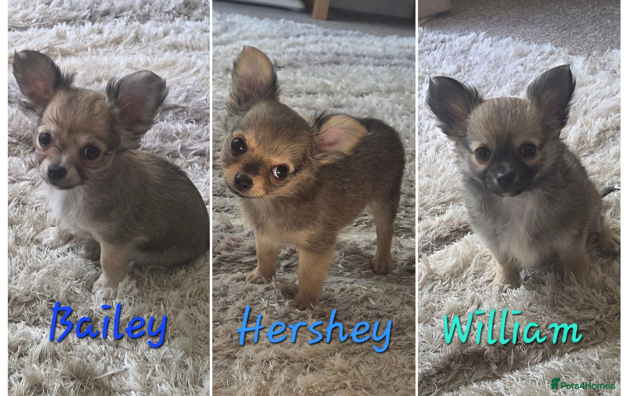 Chihuahua dogs Longhaired Chihuahua Male Pups  - Advert 8