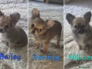 Chihuahua dogs Longhaired Chihuahua *rare wolf sable* Male Pups - Advert 1