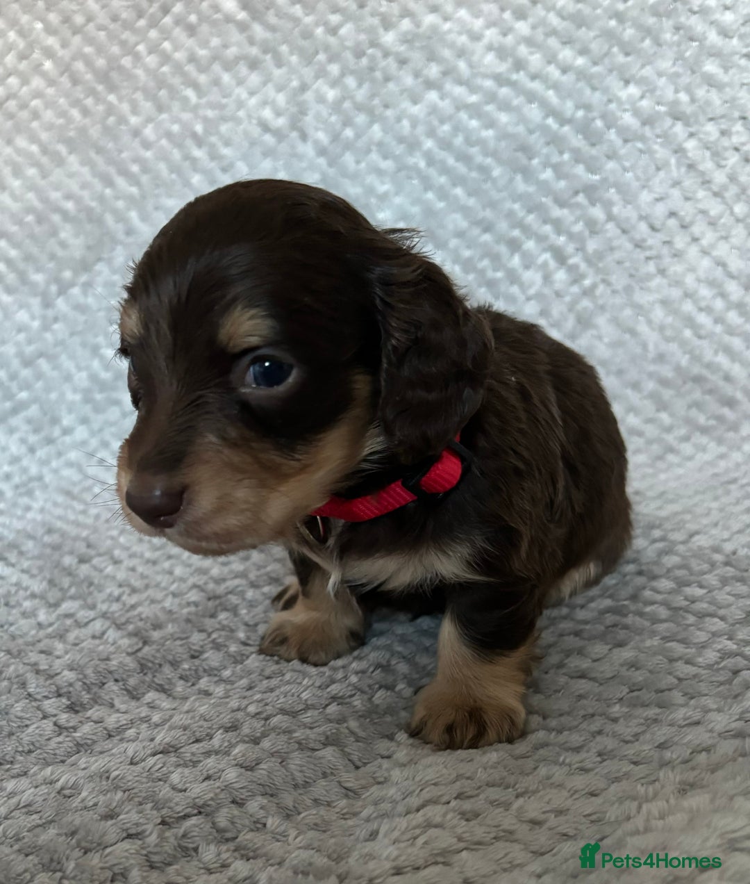 Miniature Dachshund dogs for sale: Last 2 Miniature Dachshund Pups Ready 23rd Dec! - Advert 35