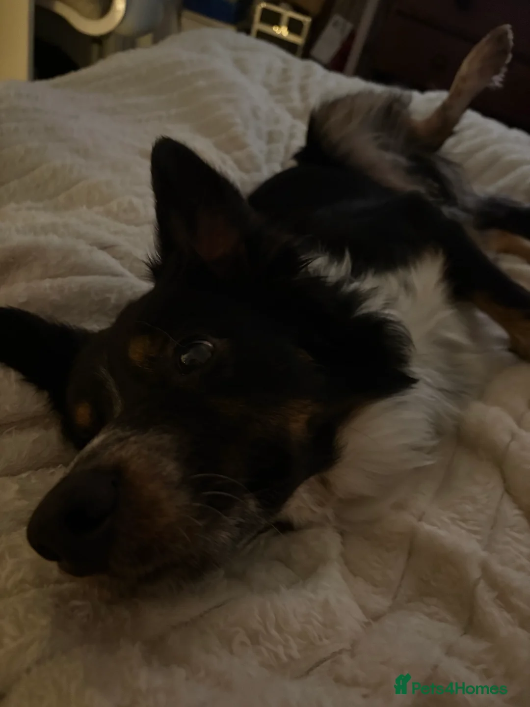 Border Collie dogs for sale: Bailey!  - Advert 7