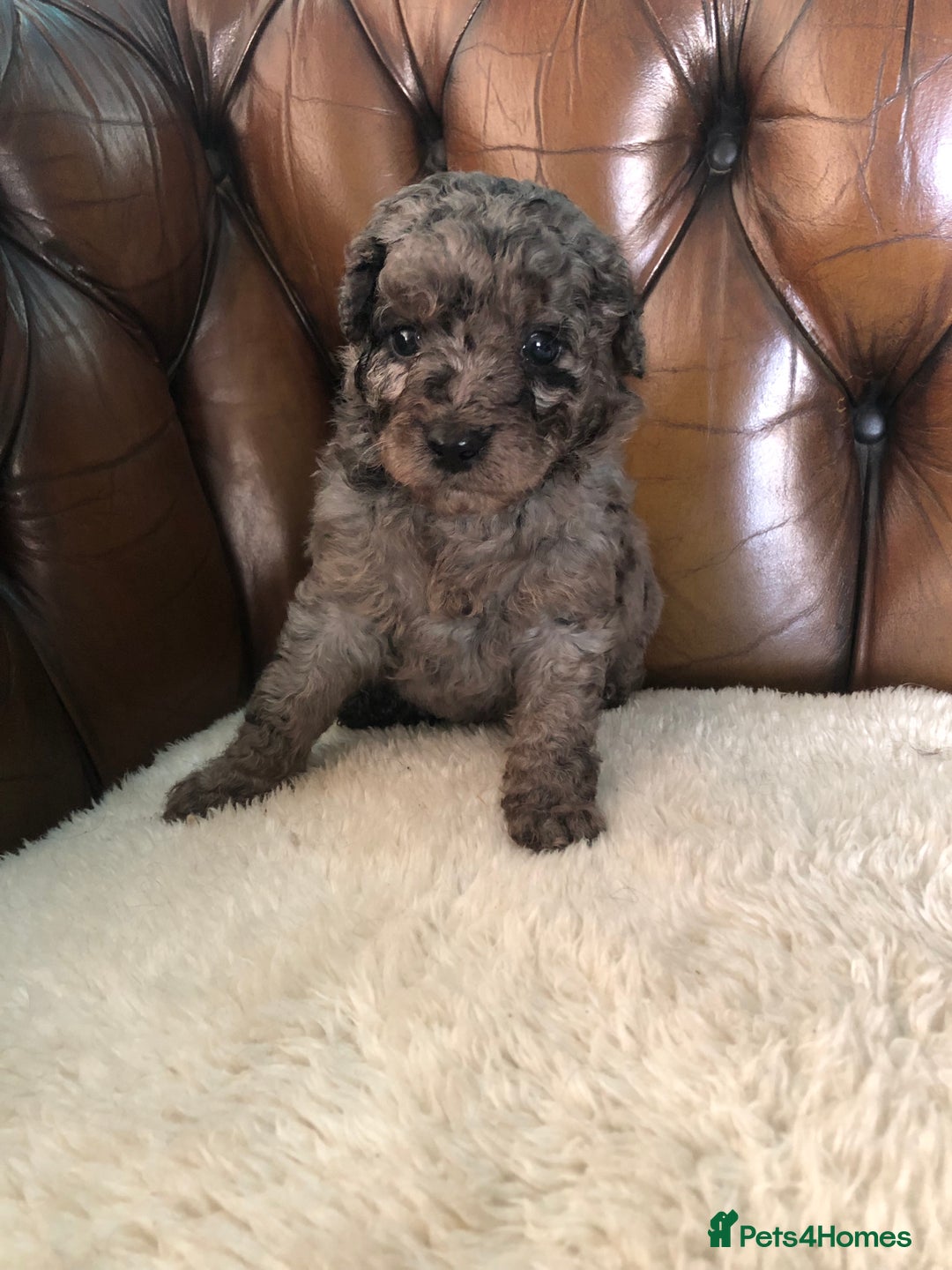 Labradoodle dogs for sale: Miniature Curly-Coated Teddybear Labradoodles  - Advert 4
