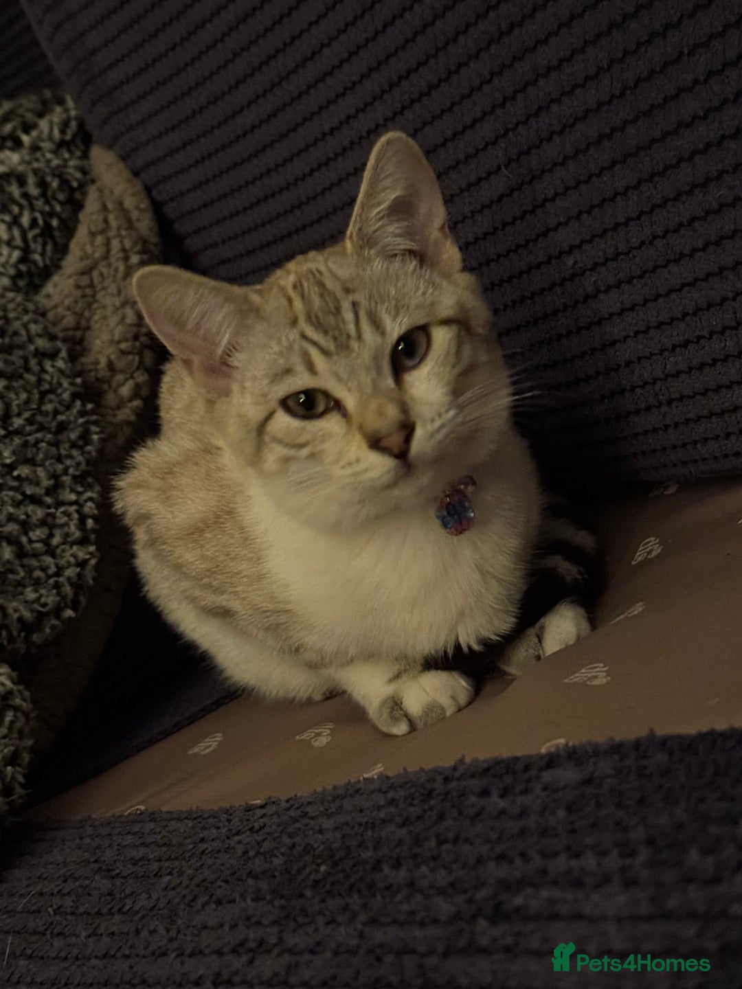 Mixed Breed cats for sale: Pearl 🫧 - Image 21