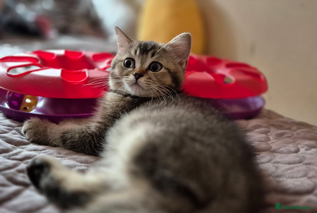 Scottish Fold cats for sale: TICA registered Scottish Fold ready to collect  - Image 16