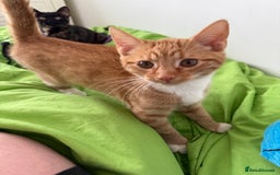 Mixed Breed cats for sale: The most beautiful kittens  in Wotton-under-Edge - Image 9