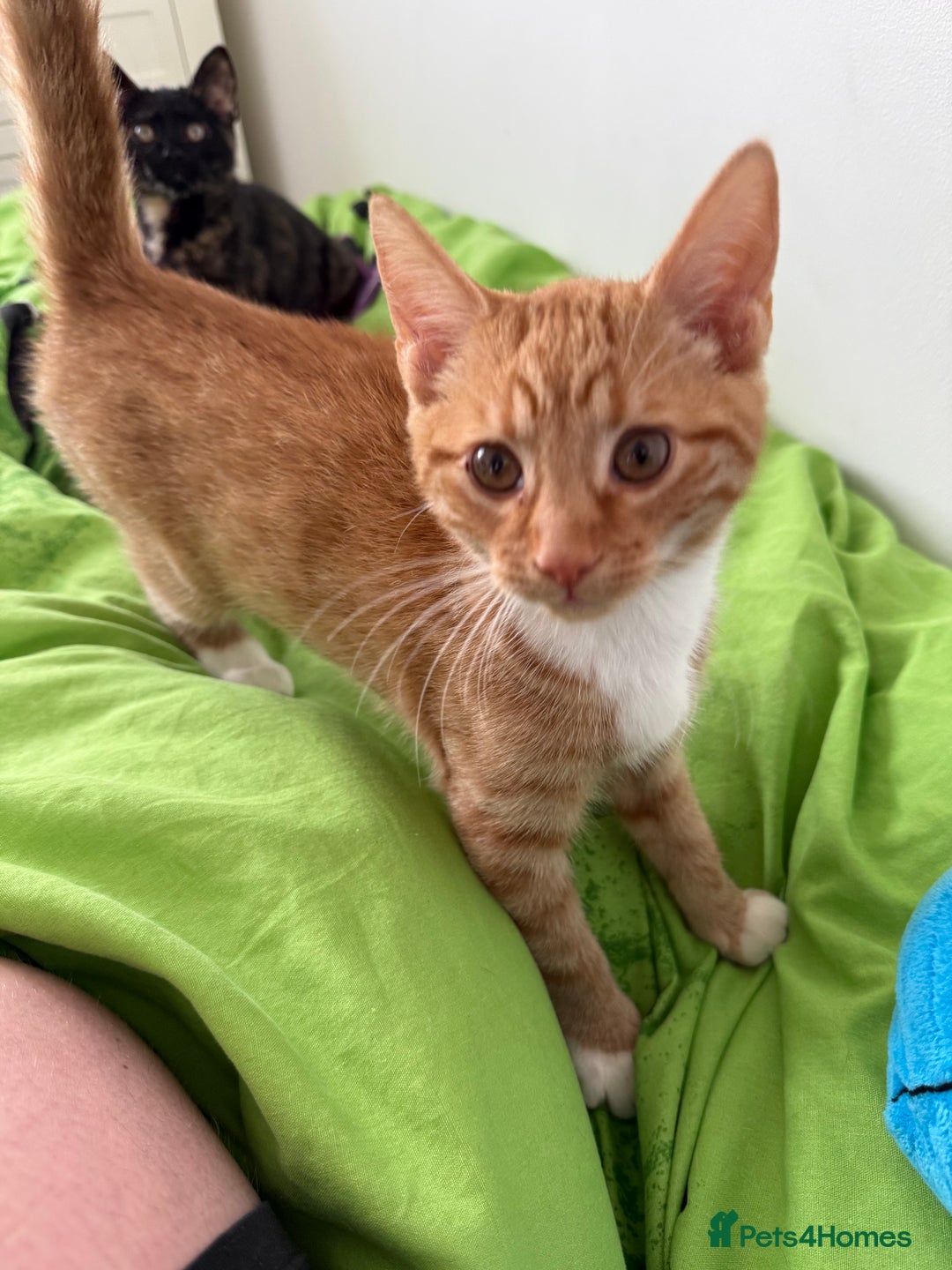 Mixed Breed cats for sale: The most beautiful kittens  in Wotton-under-Edge - Image 9