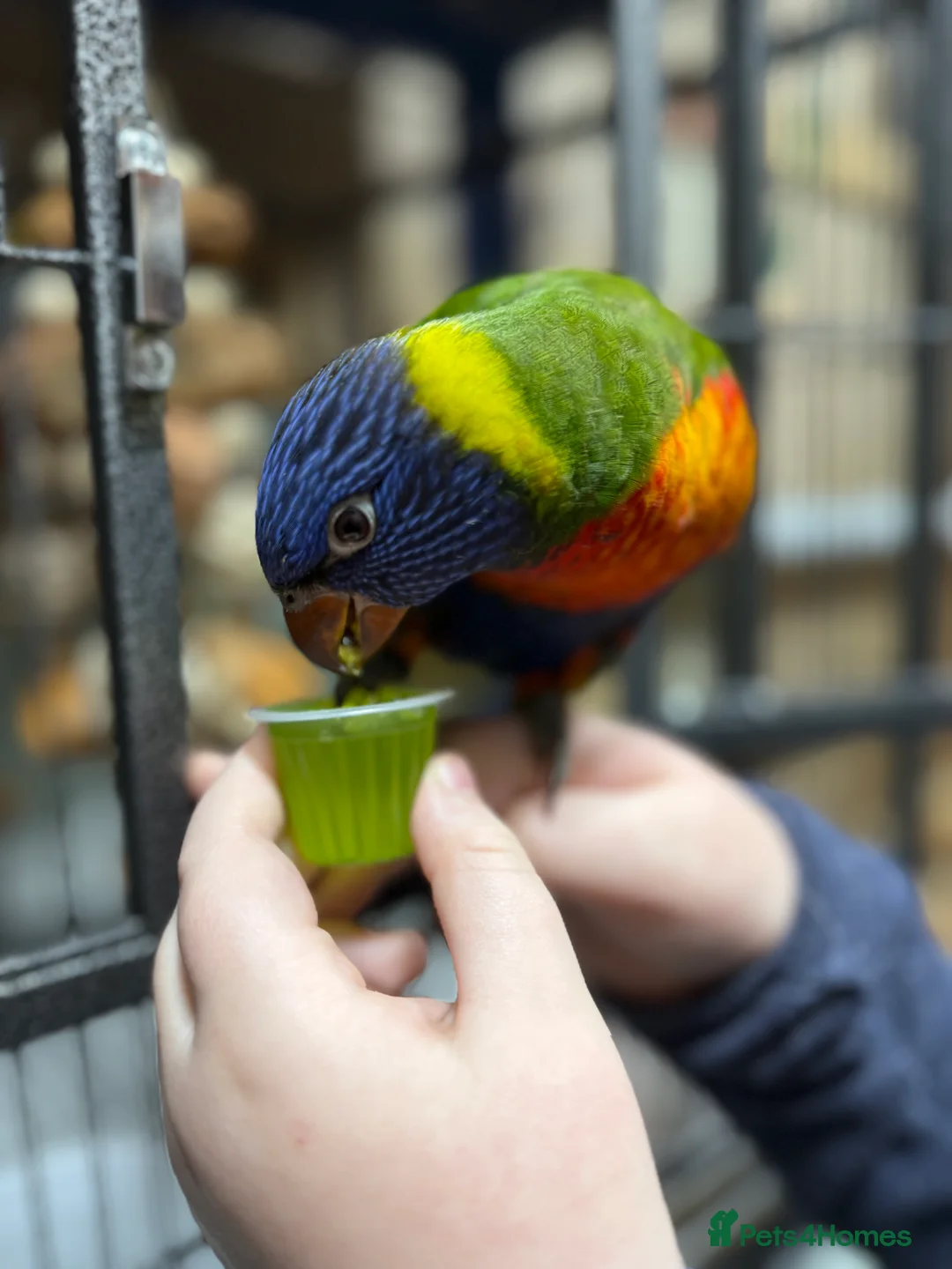Lorikeets birds for sale: Rainbow Lorikeet - Advert 3