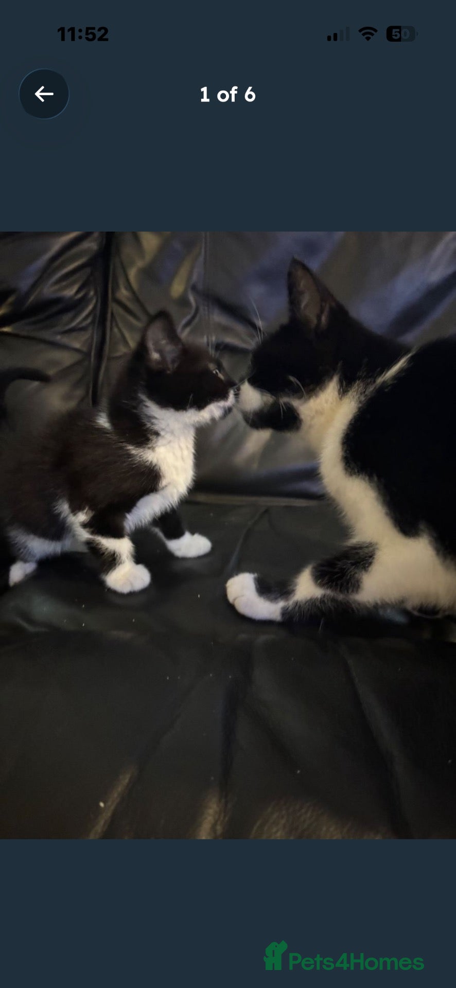 Mixed Breed cats Kittens - Advert 1