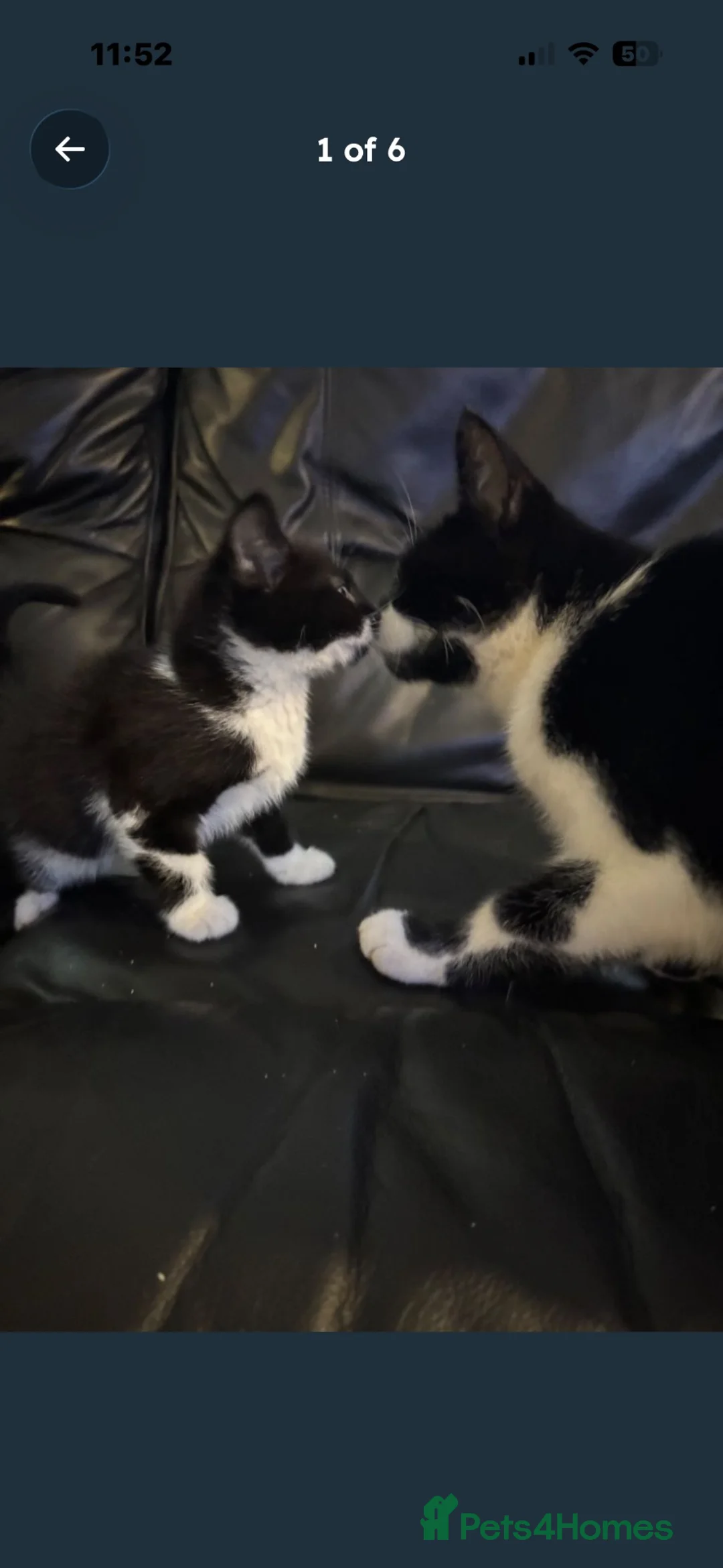 Mixed Breed cats for sale: Kittens - Advert 1