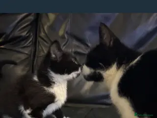 Mixed Breed cats Kittens - Advert 1