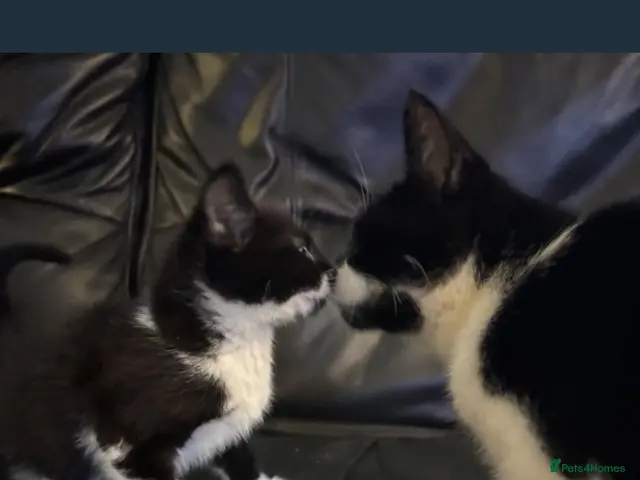 Mixed Breed cats Kittens - Advert 12