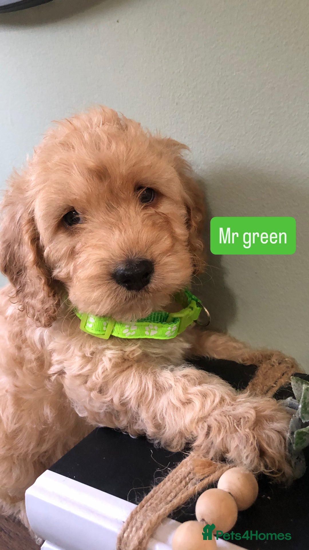 Cockapoo dogs for sale: F1b toy cockapoo puppies - Image 8