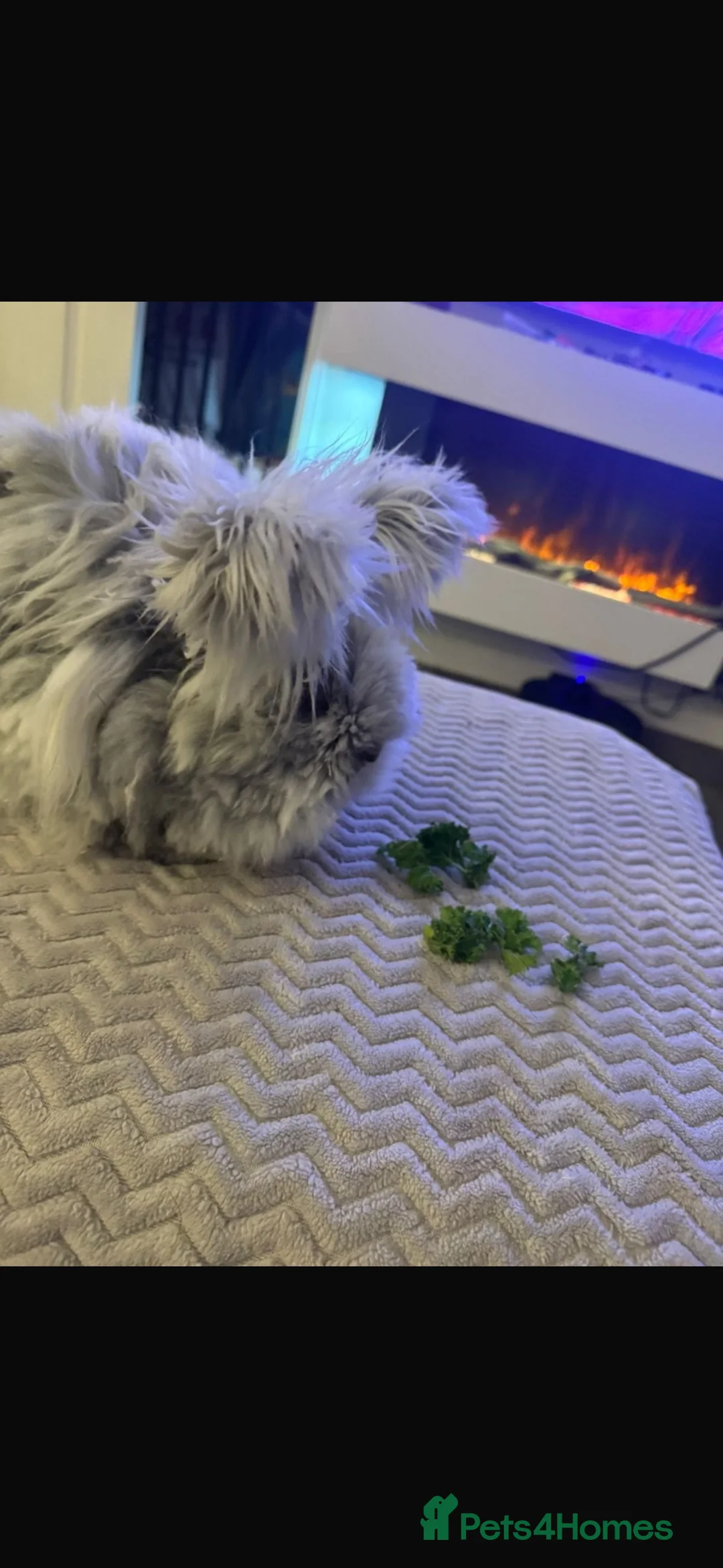 Angora rabbits for sale: Full faced Angora babies  - Advert 2