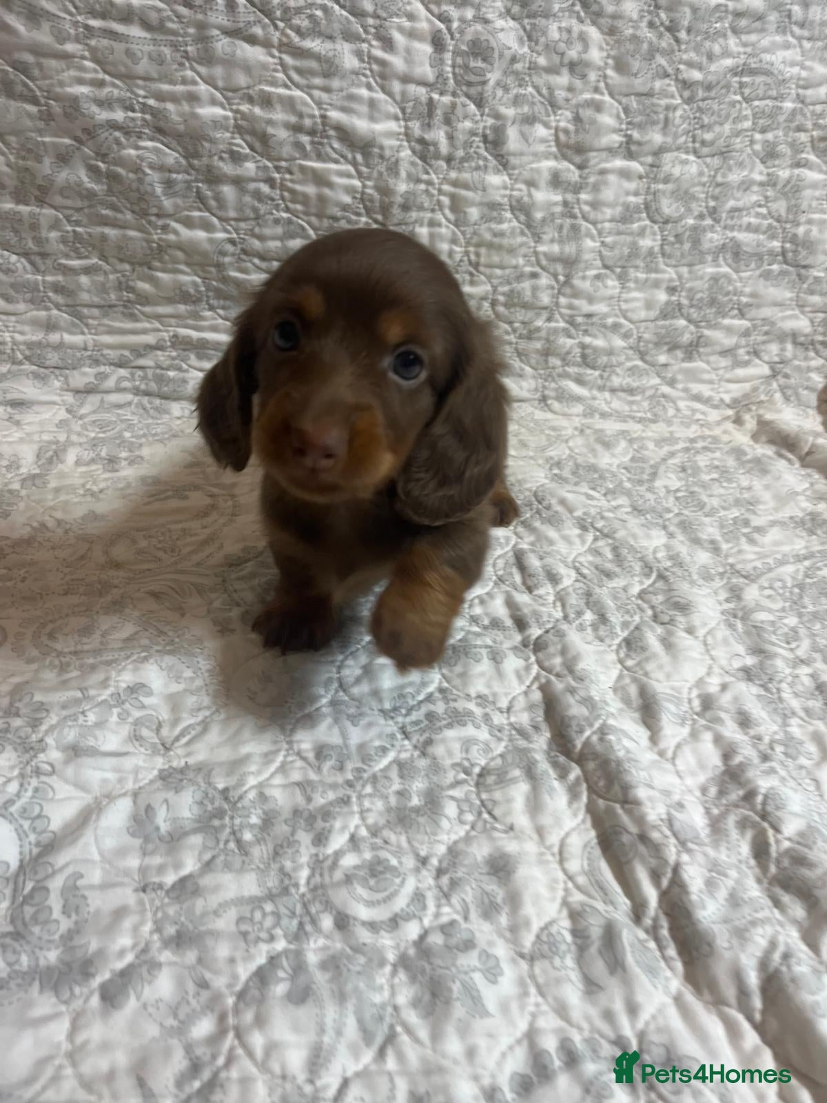 Miniature Dachshund dogs 🤩 1 stunning miniature dachshund long hair 🤩 - Advert 17