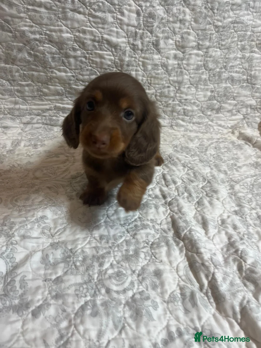 Miniature Dachshund dogs for sale: 🤩 2 stunning miniature dachshund 🤩 - Advert 2