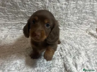 Miniature Dachshund dogs 🤩 1 stunning miniature dachshund long hair 🤩 - Advert 17