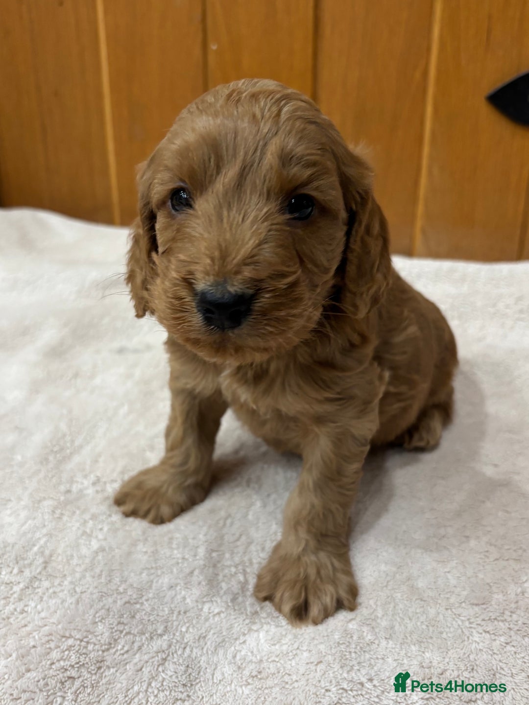 Cockapoo dogs for sale: Stunning Cockapoos Puppies DNA tested parents  - Advert 9