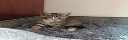 Mixed Breed cats for sale: Lovely Kittens😍😍😍 - Advert 7