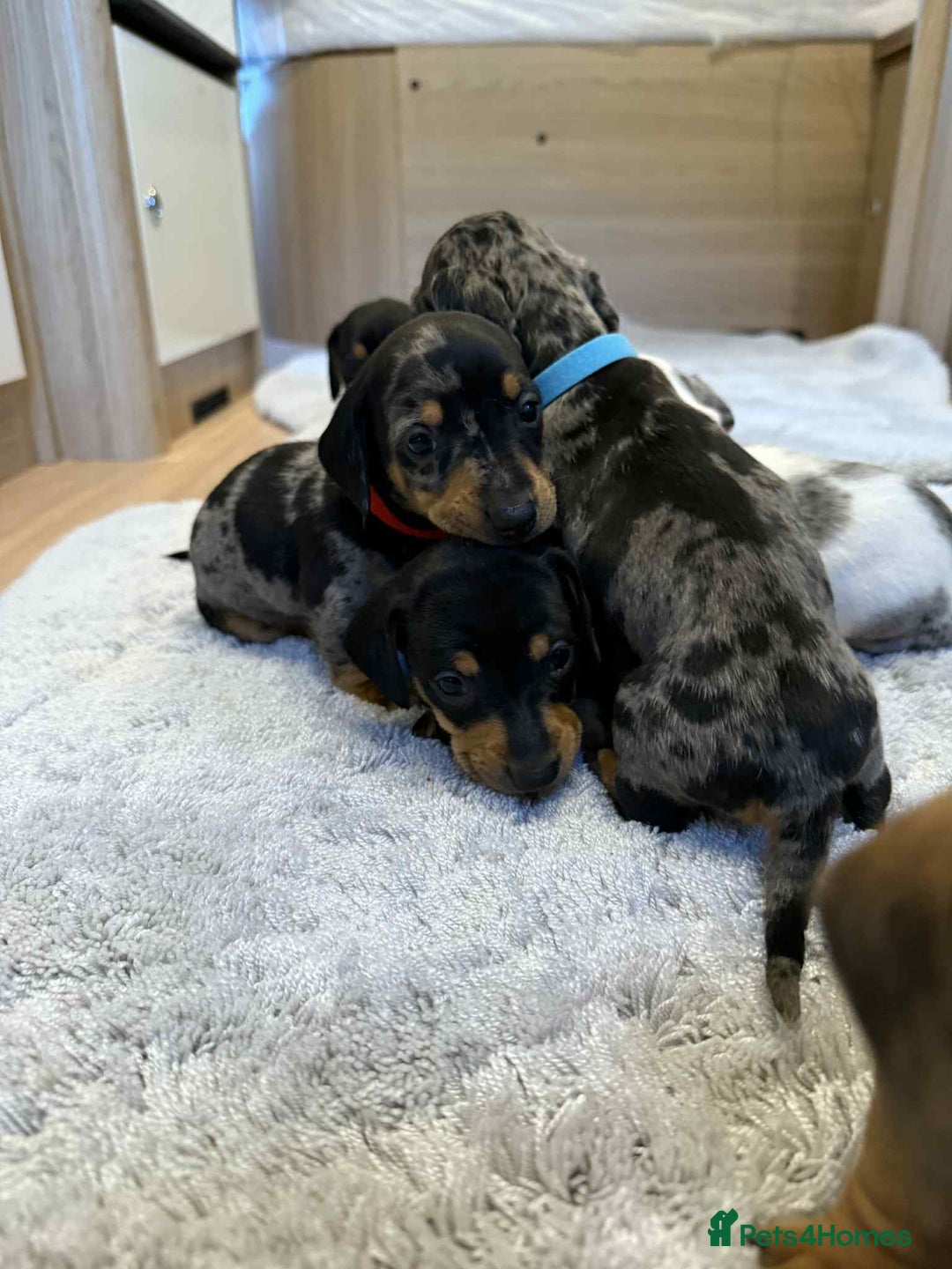 Dachshund dogs for sale: Adorable dachshund puppies ready for loving homes - Image 16