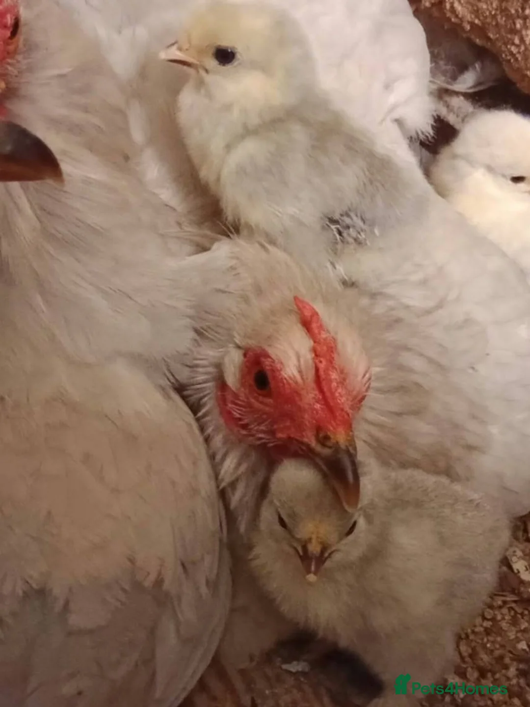 Chickens poultry for sale: Lavender pekin bantams - Advert 1